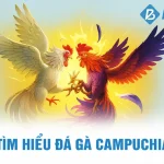 Tìm hiểu về Đá Gà Campuchia