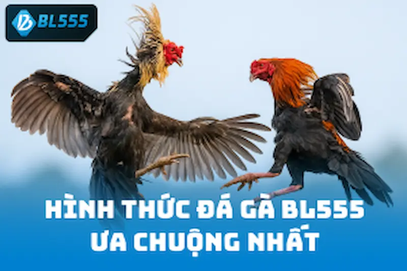 Review những hình thức Đá Gà BL555 ưa chuộng nhất