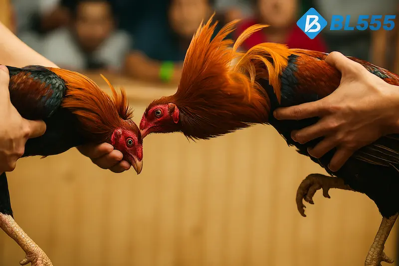 Luật Chơi Đá Gà Thomo Chi Tiết Từ A Đến Z